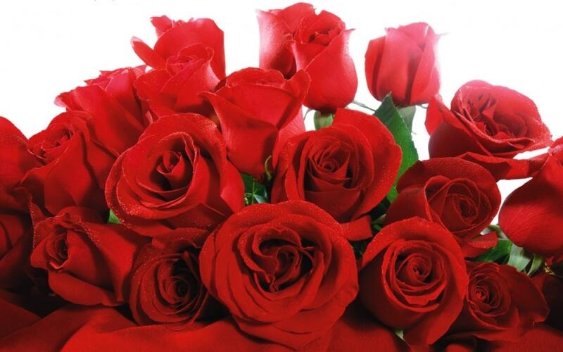 Ý nghĩa của các bông hoa hồng trong ngày Valentine