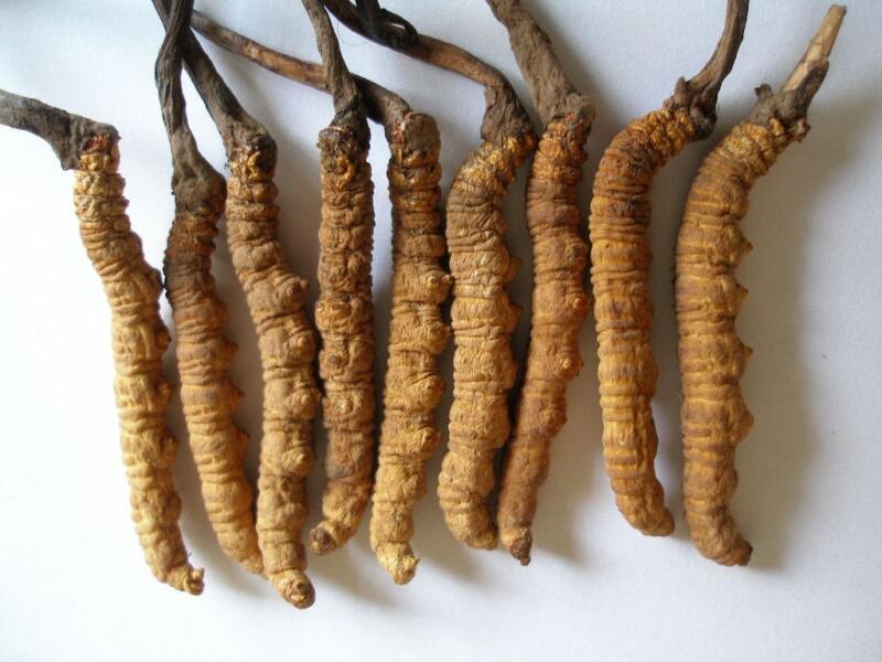 Đông trùng hạ thảo