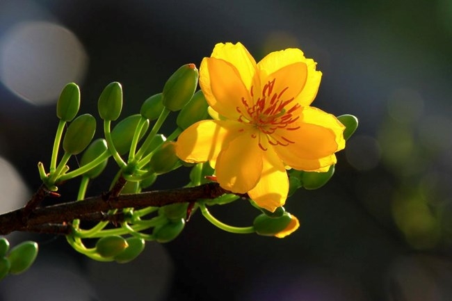 Mai vàng báo hiệu Tết đến