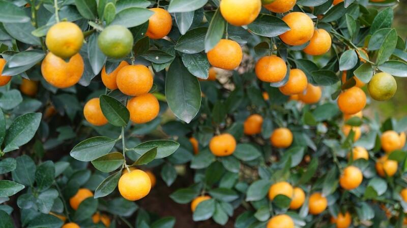 Những ngày Tết mong chờ