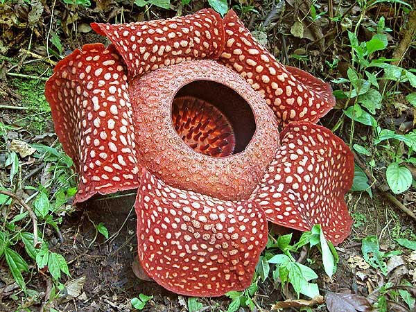 Hoa vua - Rafflesia arnoldii