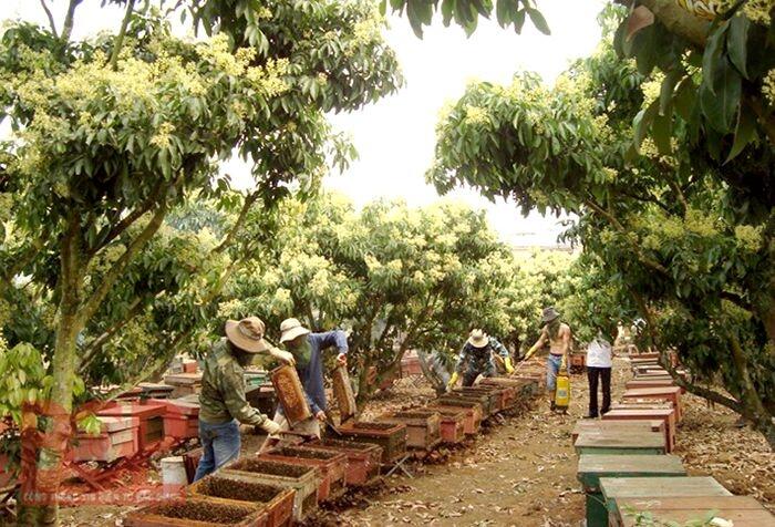Mật ong hoa vải