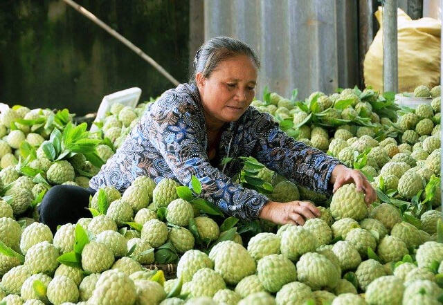 Đặc sản na dai Huyền Sơn