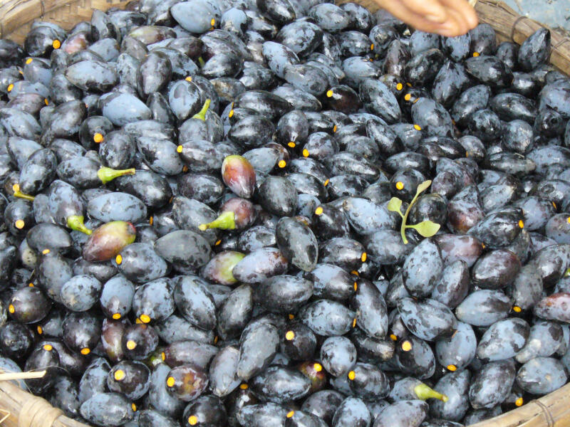 Trám đen Hà Châu.