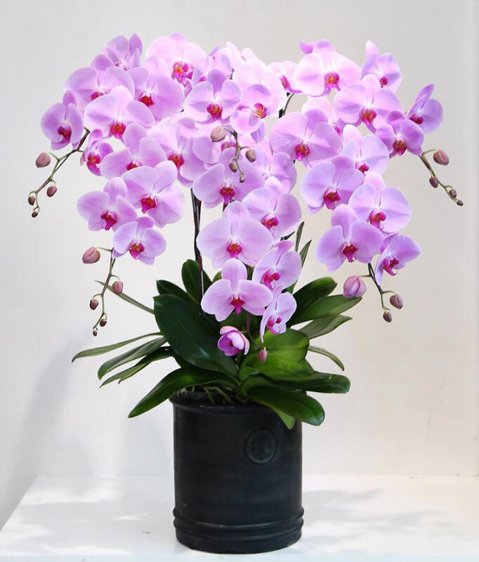 Hoa lan hồ điệp