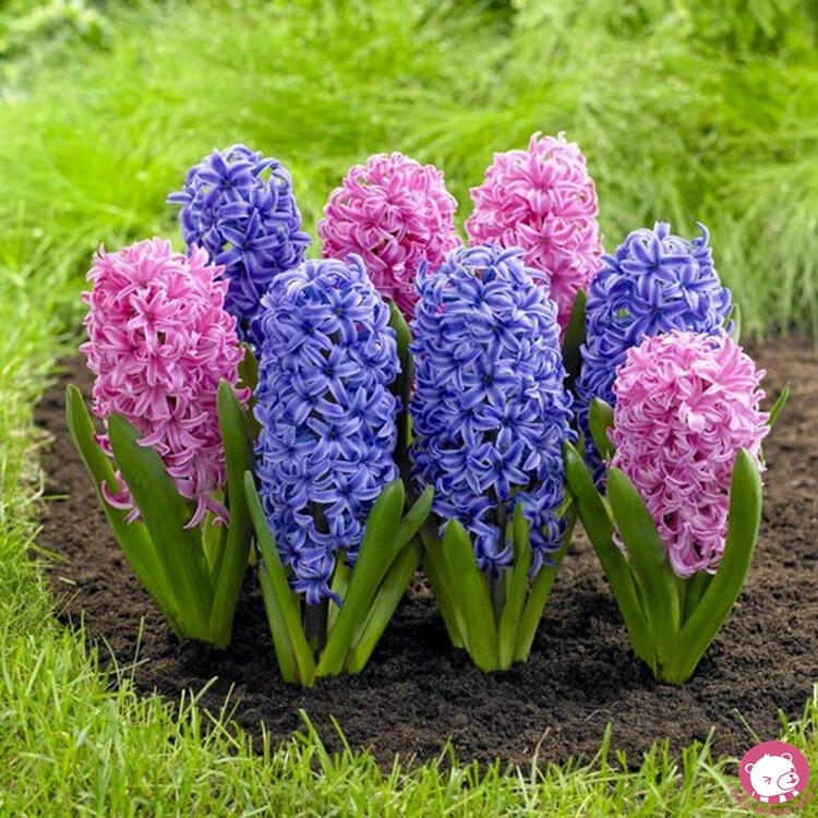 Hoa dạ lan hương