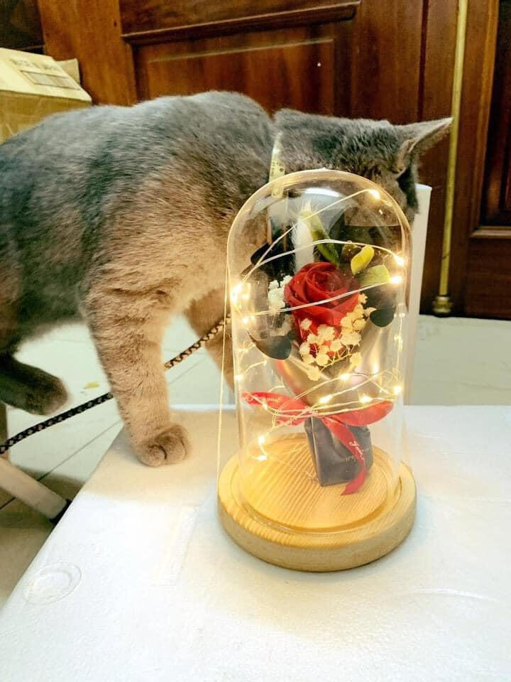 Quà tặng tình yêu - Hải Phòng