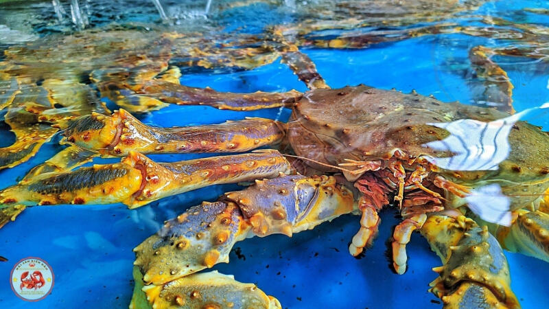 Hải sản biển đảo