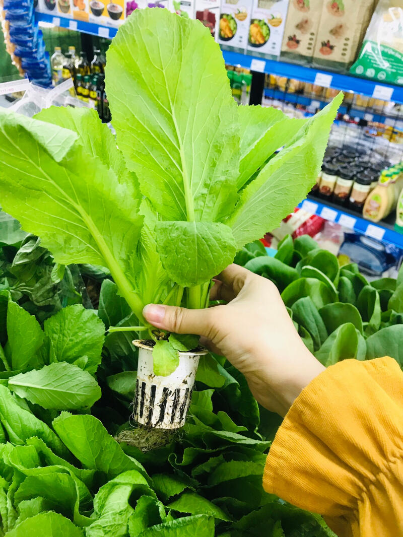 Siêu thị Sạch Holand's Mart