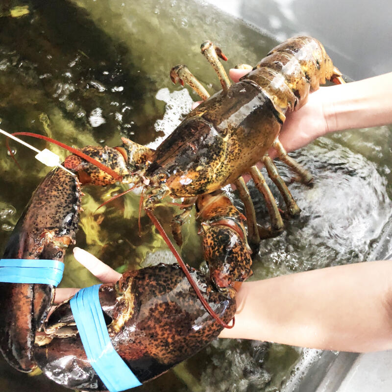 Chợ Hải Sản Phú Quốc