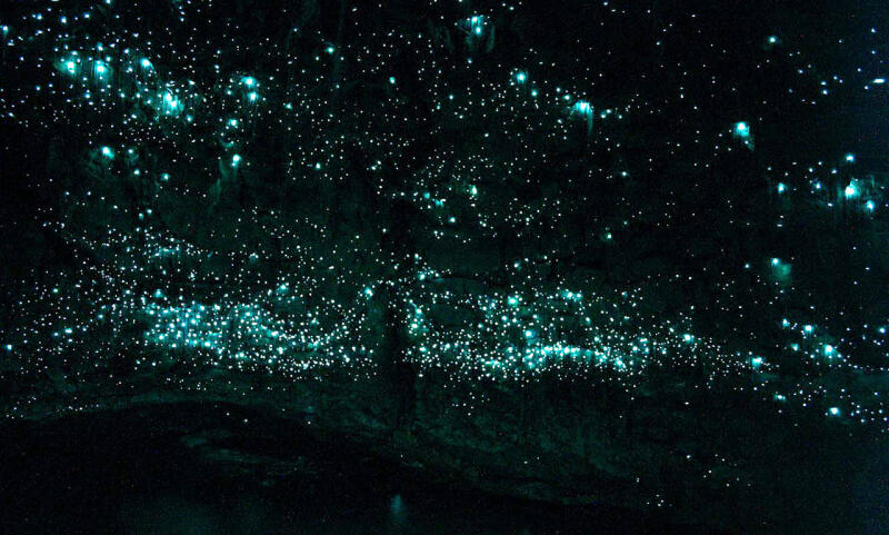 Hang động đom đóm Waitomo Glowworm (New Zealand)