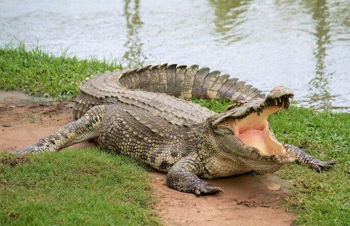 Cá sấu nuốt đá khi bơi