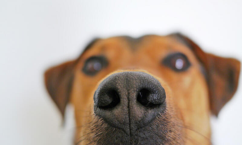 Loài chó sở hữu vân mũi độc nhất