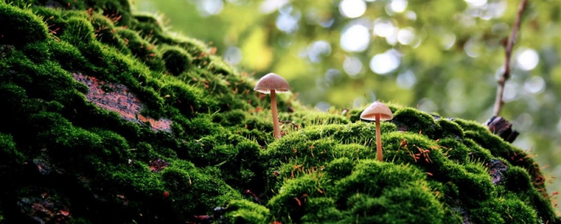 Trong tự nhiên không hề có phân biệt giới tính