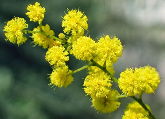 Hoa Mimosa - Tình yêu mới chớm nở